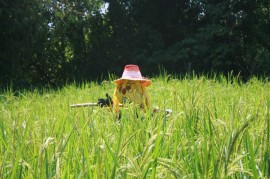 Scarecrow standing in the Hom mali rice 