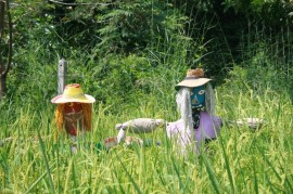 Two scarecrows in rice paddy at White Water Lake