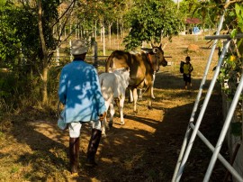 Cows at the Faa Sai farm