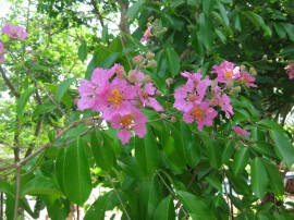 Lagerstroemia floribunda growing by our swimming pool. This is one of the cultivated varieties.  