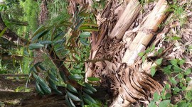 banana trunks protecting and nourishing a young tree