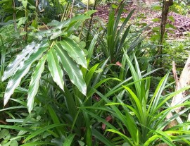 cardamon and pandanus herbs