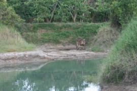 One of our cows by the lake where the water has dropped several metres