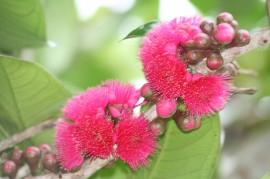 Roseapple in flower at White Water Lake