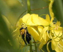 A bee at Faasai Resort