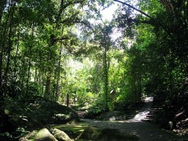The bush walk