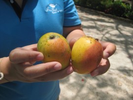 egg mangos