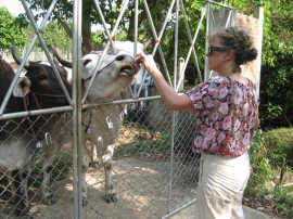  Feeding bananas to the cows at Faasai