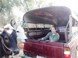 Cows at the red truck