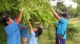 Collecting amlaki