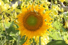 sunflower at Faasai Resort