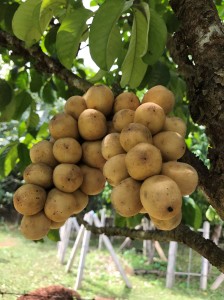 Longkong tropical fruit is especially delicious from Chanthaburi