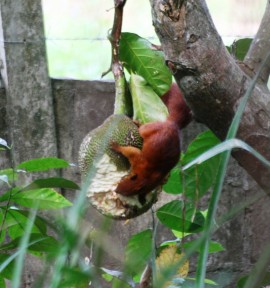 red squirrels feasting on jackfruit at the resort